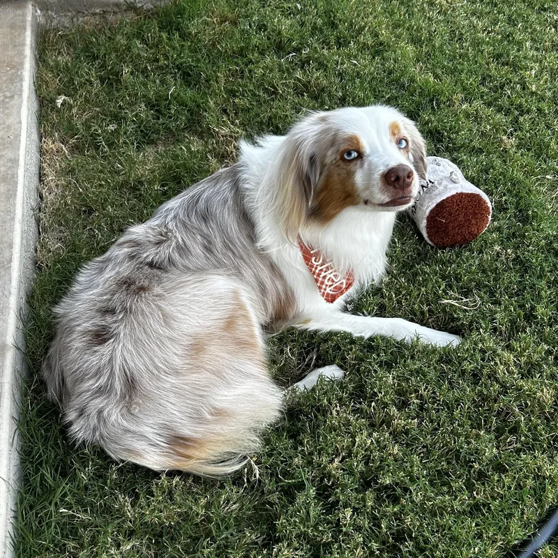 Atlas