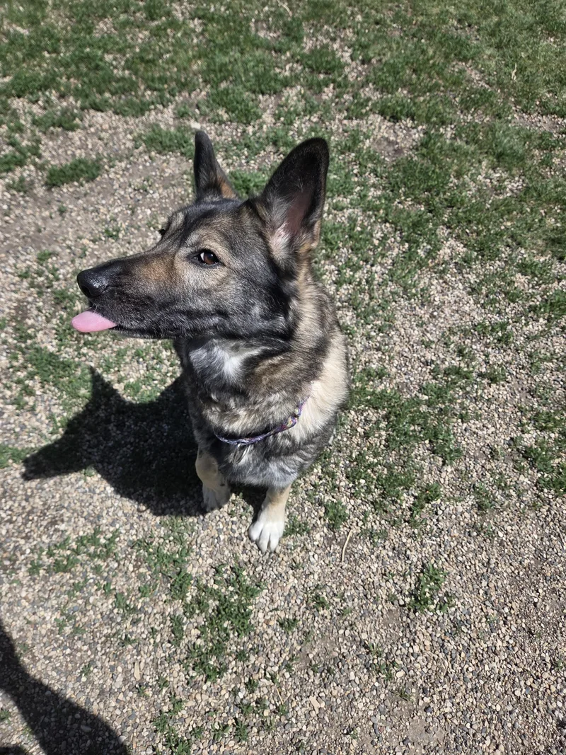 An adult large-sized female Sable German Shepherd Dog dog named Glowy Chloe for adoption in Brookings, SD