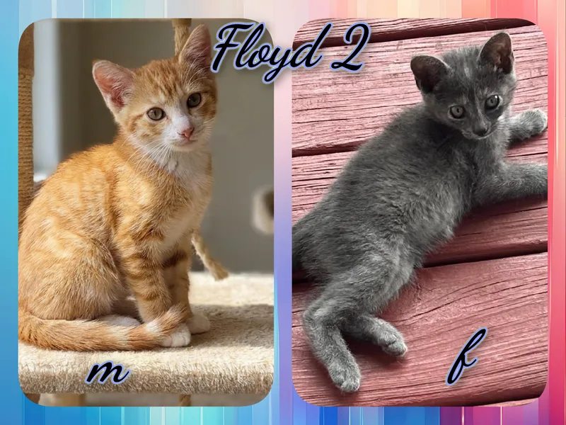 Floyd