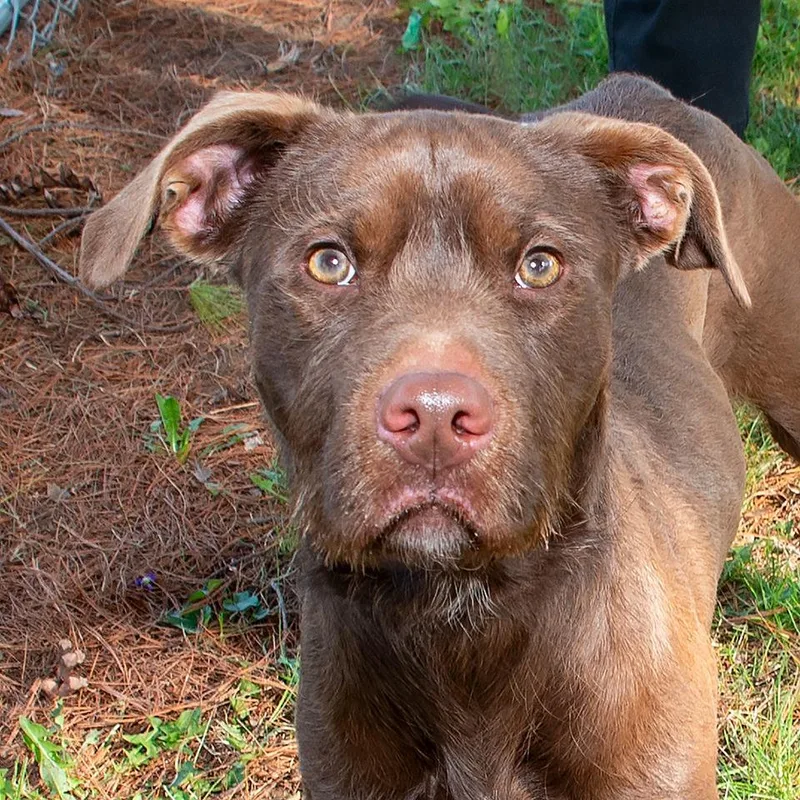 An adult medium-sized female Terrier dog named Otter for adoption in Troy, OH