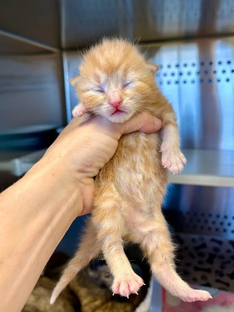 A baby small-sized male Domestic Short Hair cat named Davy Jones for adoption in West Union, OH