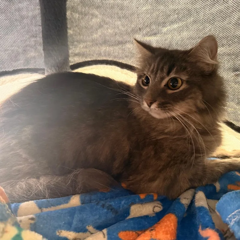A young medium-sized female Brown / Chocolate Domestic Medium Hair cat named Sweetie for adoption in Tupelo, MS