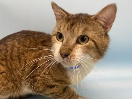 An adult small-sized male Domestic Short Hair cat named Harry for adoption in Golden Valley, MN