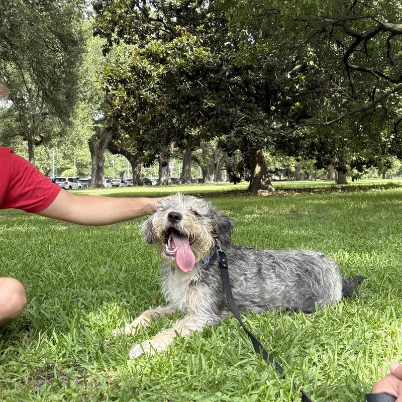 An adult medium-sized male Gray / Blue / Silver Schnauzer dog named Theo for adoption in New Orleans, LA