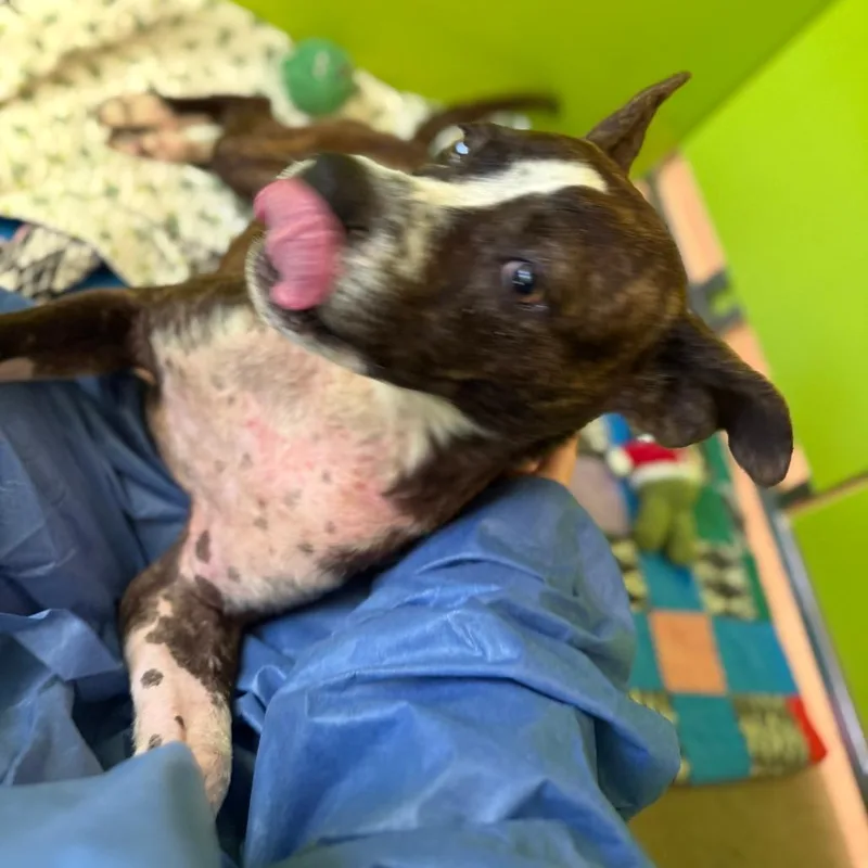 Lcmelody thumbnail 2