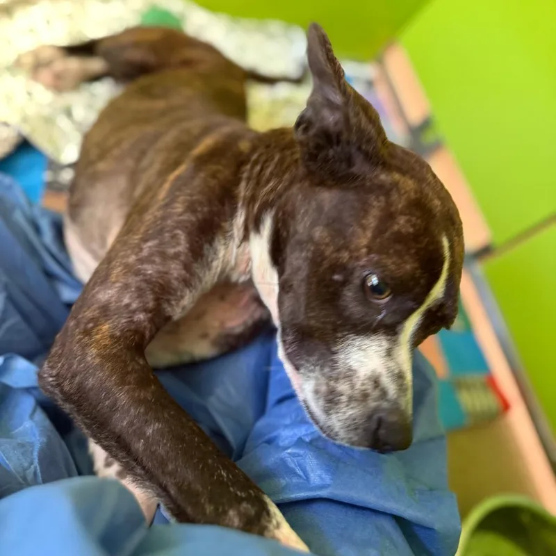 Lcmelody thumbnail 3