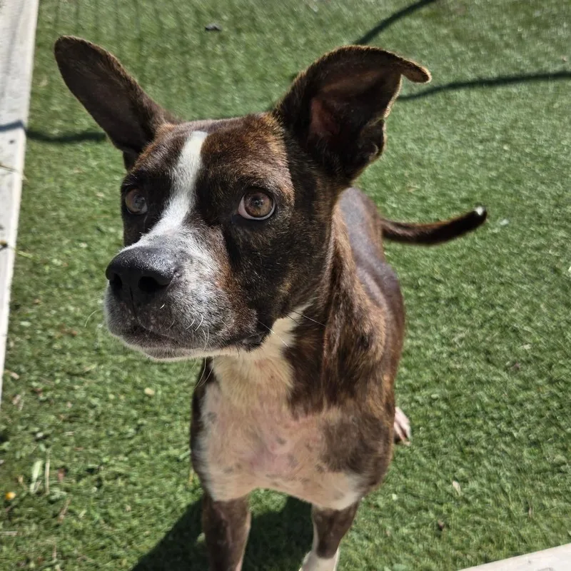 Lcmelody thumbnail 5