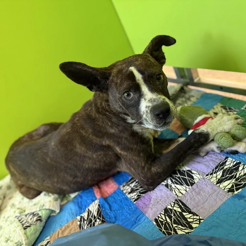 Lcmelody thumbnail 6