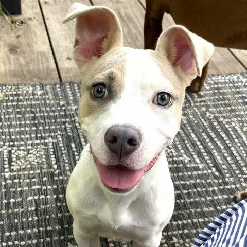 A baby medium-sized female Pit Bull Terrier dog named Moana for adoption in Plymouth, MN
