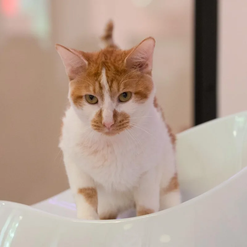 An adult medium-sized male Orange / Red Domestic Short Hair cat named Rooster for adoption in Forest Park, IL