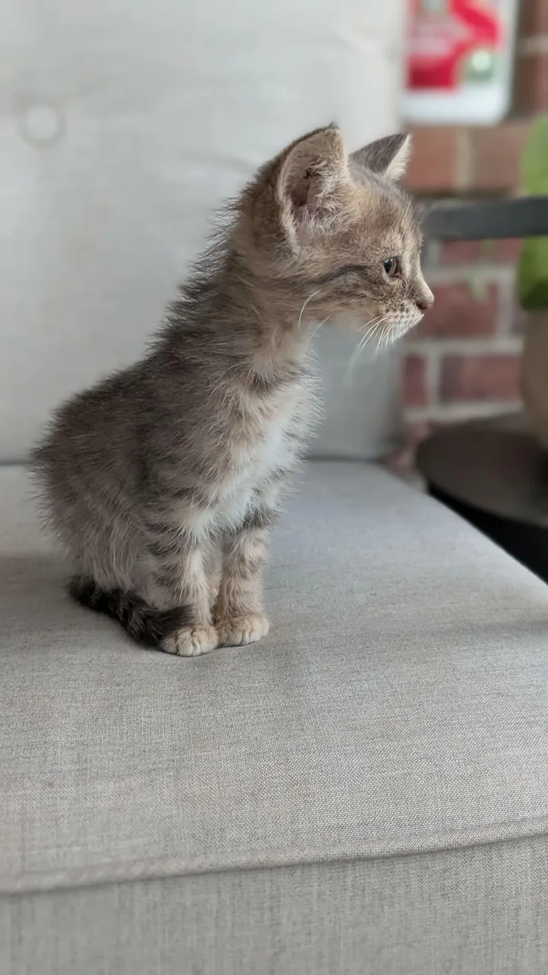 Tia