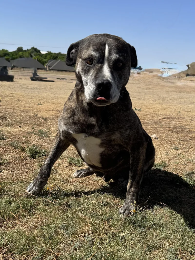 A senior large-sized male Brindle Pit Bull Terrier dog named Gibbs for adoption in Canyon, TX