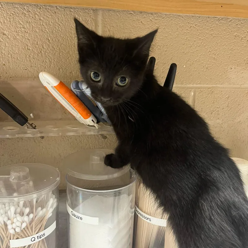 A baby small-sized female Black Domestic Short Hair cat named Moxie for adoption in Lewisburg, WV