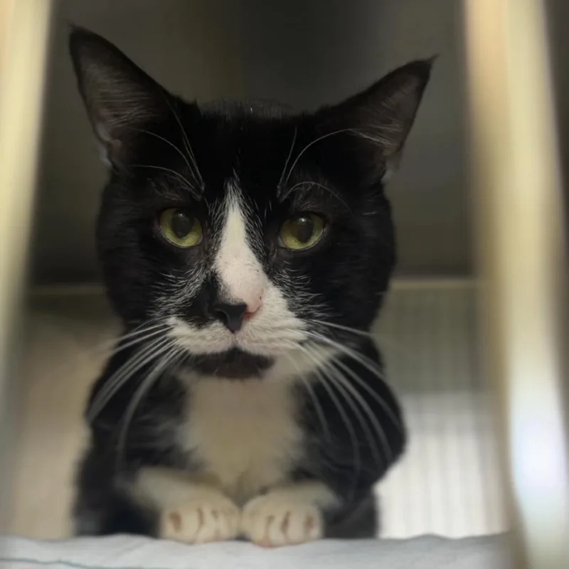 Cacio E Pepe thumbnail 2