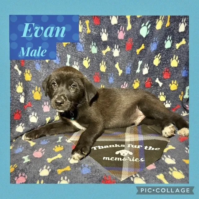 A baby medium-sized male Shepherd dog named Evan for adoption in Manchester, CT