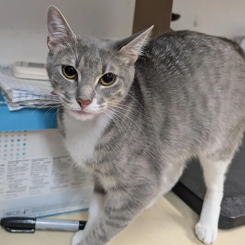 An adult medium-sized female Gray / Blue / Silver Domestic Short Hair cat named Frisky for adoption in Ardmore, OK