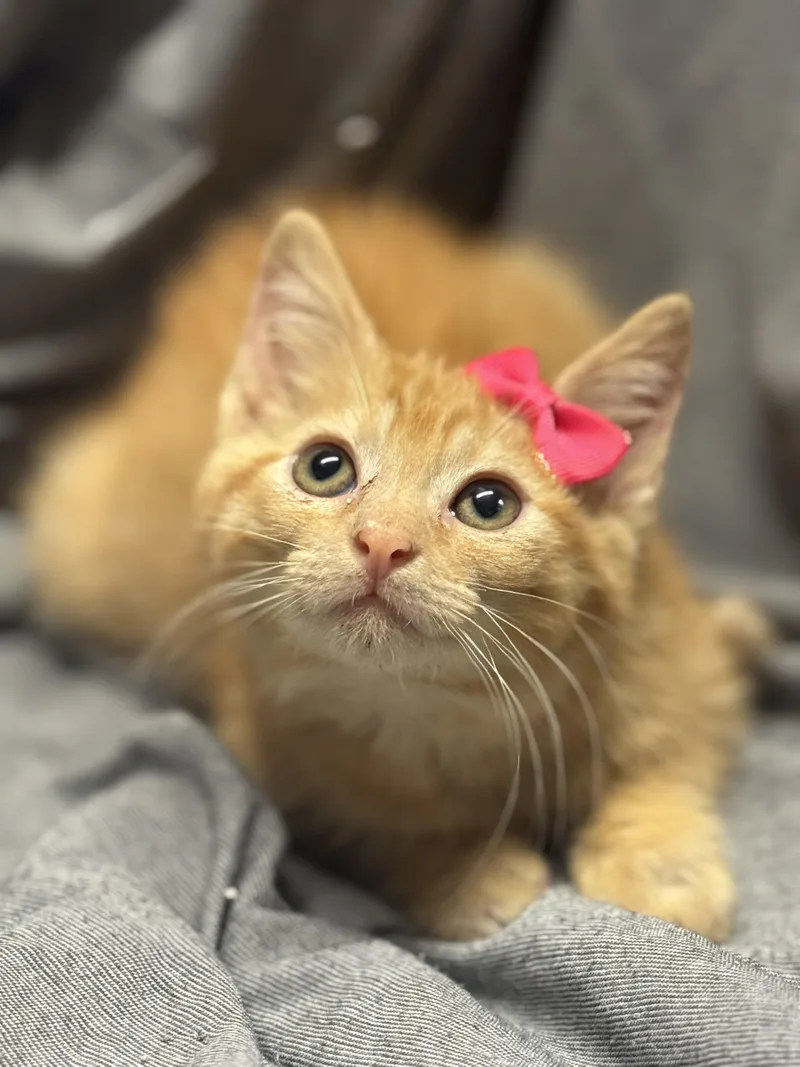 A baby medium-sized female Orange / Red Domestic Short Hair cat named Ziptang for adoption in Fredericksburg, VA