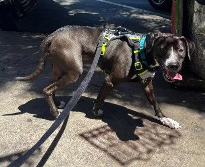 An adult medium-sized male Chihuahua dog named Maximus for adoption in San Diego, CA