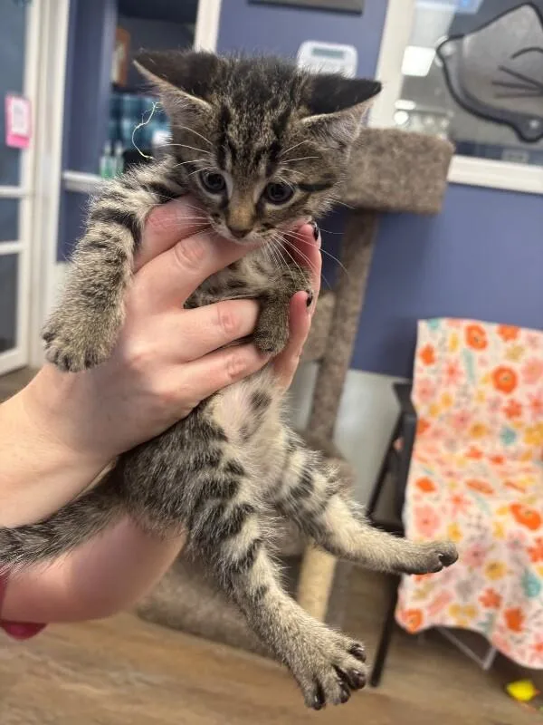 A baby medium-sized male Gray / Blue / Silver Domestic Short Hair cat named Louis for adoption in Belton, MO