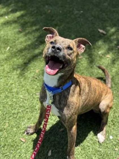 An adult medium-sized male Dutch Shepherd dog named Bando for adoption in North Miami Beach, FL