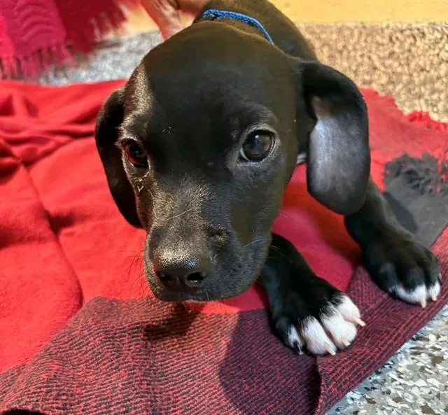 A baby medium-sized male Labrador Retriever dog named Cannon for adoption in Brewster, MA