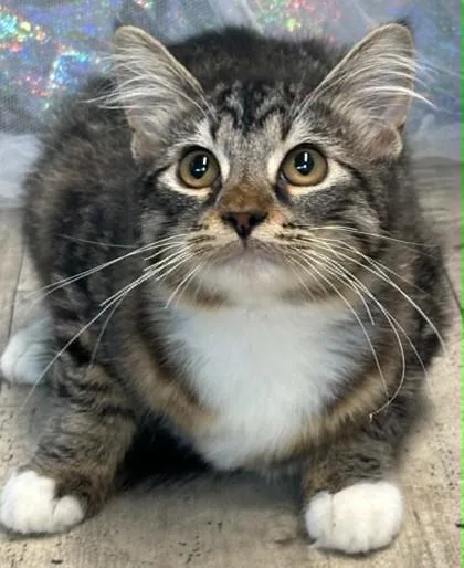 A baby small-sized female Domestic Medium Hair cat named Miss Fluff for adoption in Shreveport, LA