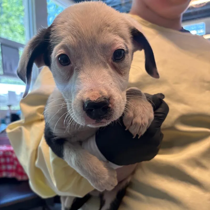A baby small-sized male White / Cream Mixed Breed dog named Jonni for adoption in Huntington, WV