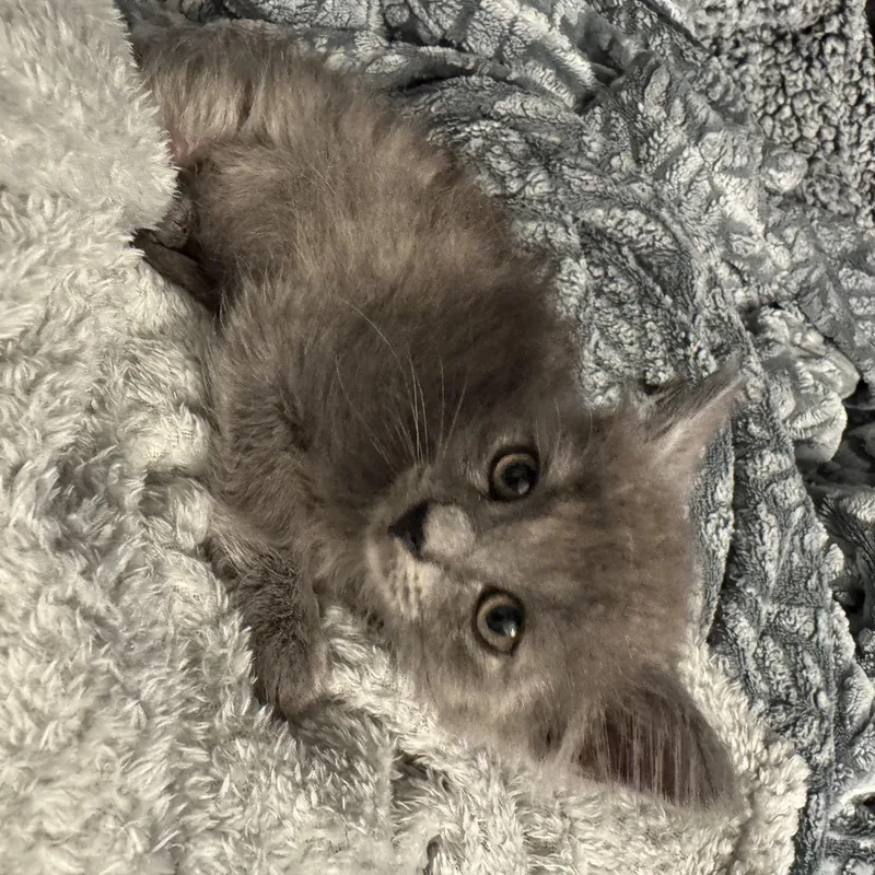 A baby medium-sized male Dilute Calico cat named Froggy for adoption in Miami, FL