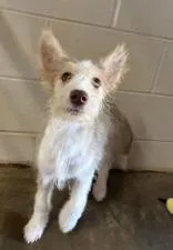 A young medium-sized female Apricot / Beige Siberian Husky dog named Nala for adoption in Munfordville, KY