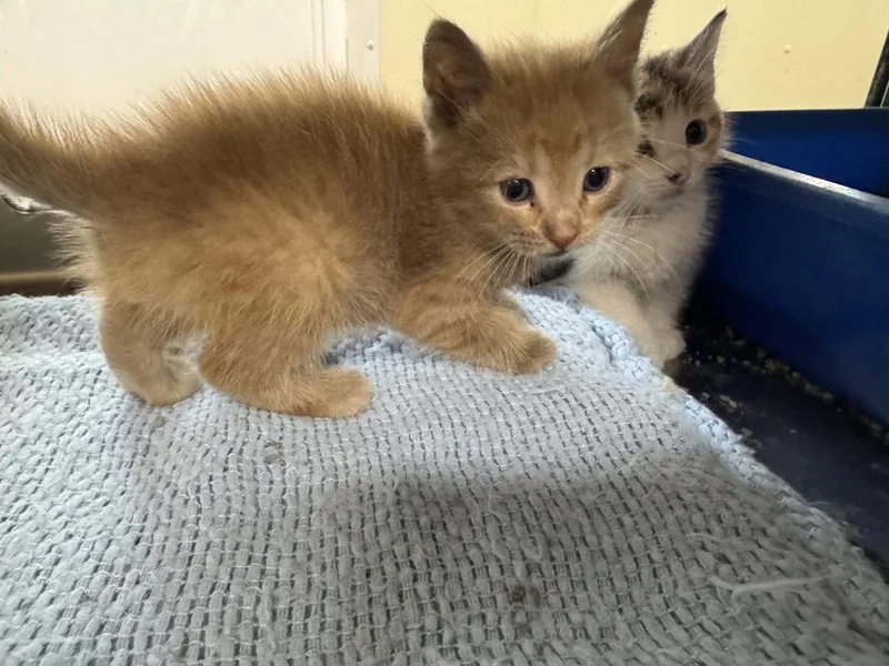A young medium-sized male Orange / Red Tiger cat named Frankie for adoption in Austin, MN
