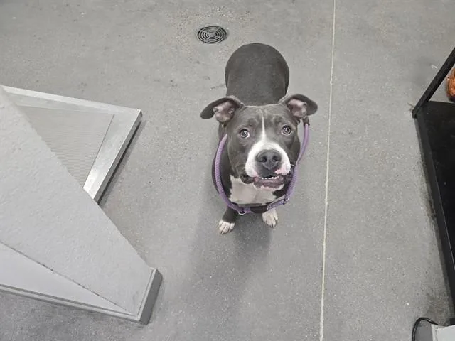 An adult large-sized female Pit Bull Terrier dog named Petunia for adoption in Mesa, AZ