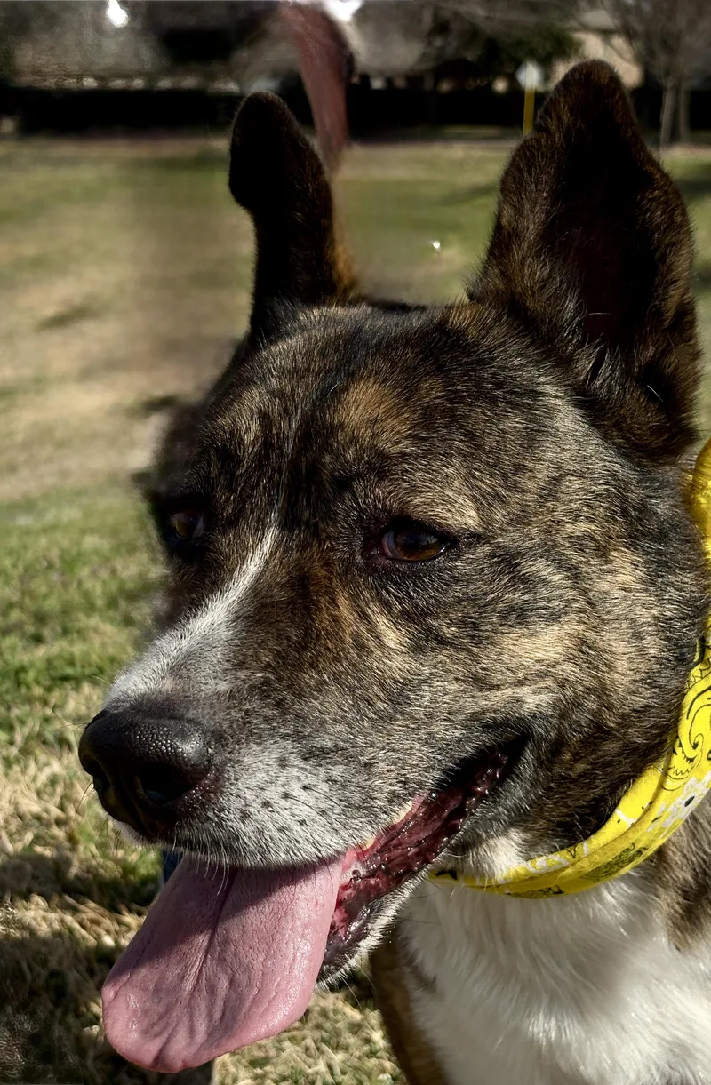 An adult large-sized male Brindle Husky dog named Machi Happy Spirit! for adoption in Cypress, TX
