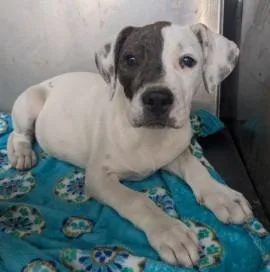 A baby medium-sized female Mixed Breed dog named Almond Gbhs for adoption in West Chester, PA