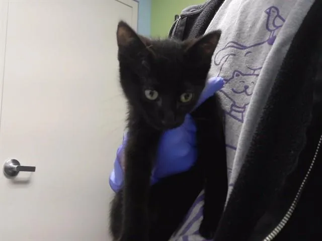 A baby small-sized female Domestic Short Hair cat named America for adoption in Omaha, NE