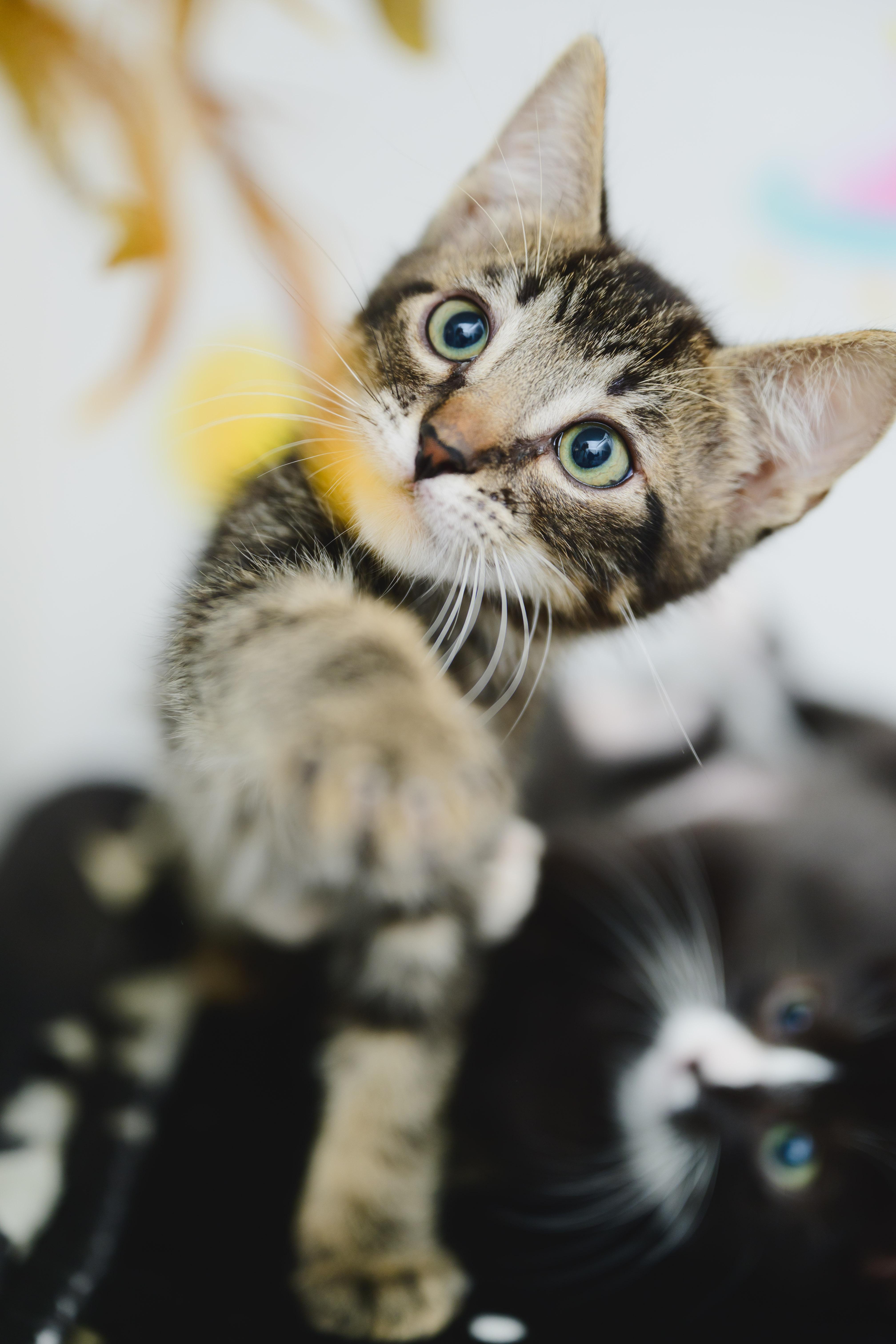 A young small-sized male Domestic Short Hair cat named Lahaina for adoption in Honolulu, HI