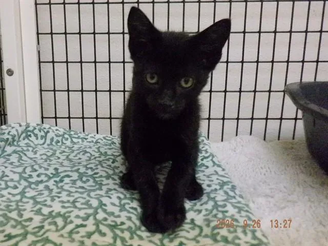 A baby small-sized male Domestic Short Hair cat named Phantom for adoption in Oroville, CA