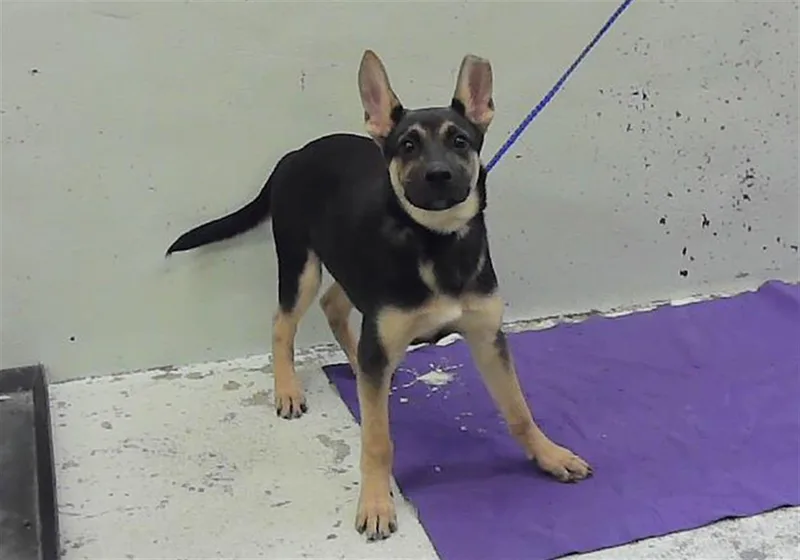 A baby small-sized male German Shepherd Dog dog named Tanner for adoption in Houston, TX