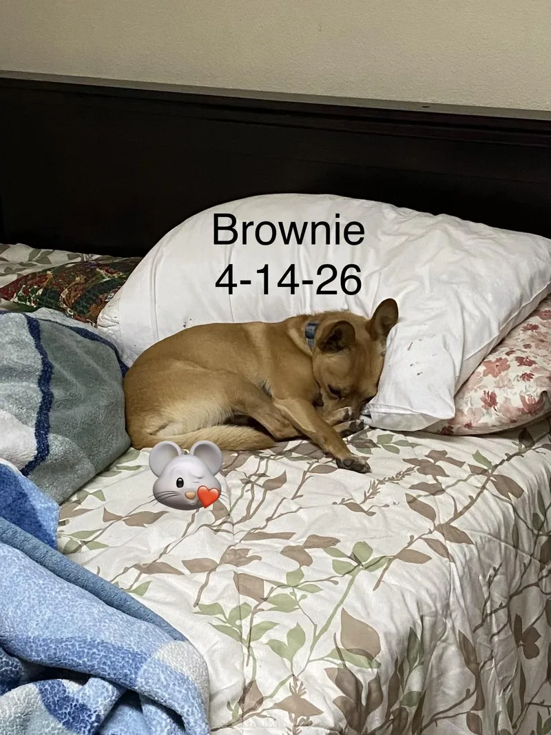 Brownie thumbnail 5