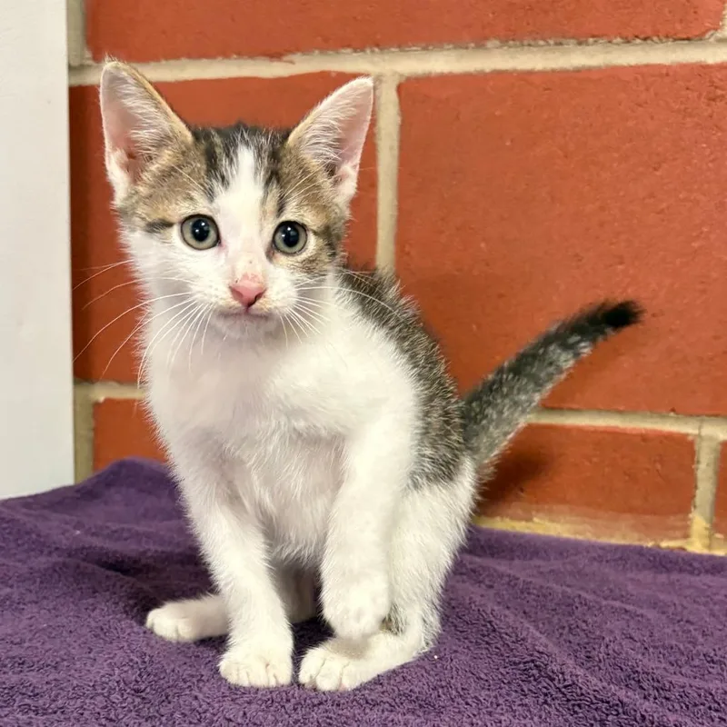 A baby small-sized male White Domestic Short Hair cat named Mort for adoption in Cabot, AR