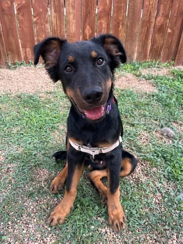 A baby medium-sized male Black Shepherd dog named Randall Boggs for adoption in Fort Collins, CO