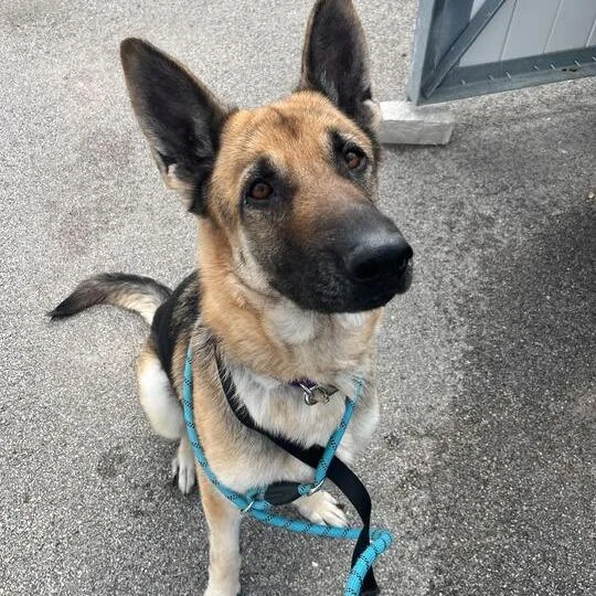 An adult large-sized female Brown / Chocolate German Shepherd Dog dog named Nala for adoption in Matteson, IL