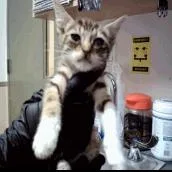 A baby small-sized female Brown / Chocolate Domestic Short Hair cat named A Mimi for adoption in Pleasant Hill, CA