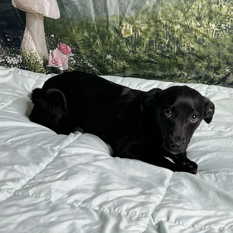 A baby small-sized female Black Labrador Retriever dog named Paulina for adoption in Newfoundland, NJ
