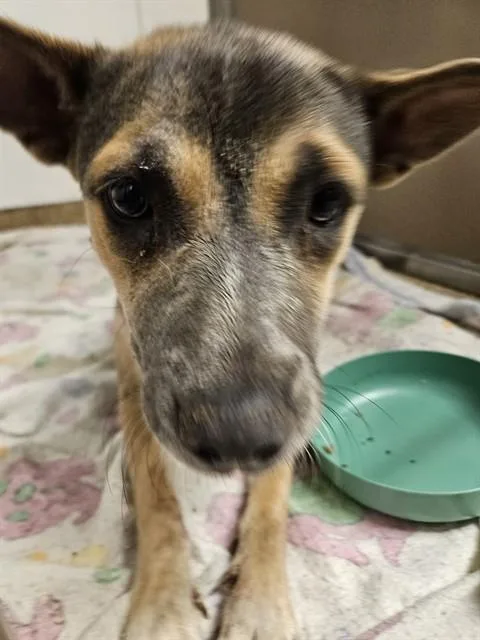 A young medium-sized female Australian Cattle Dog / Blue Heeler dog named Ojitos for adoption in Albuquerque, NM