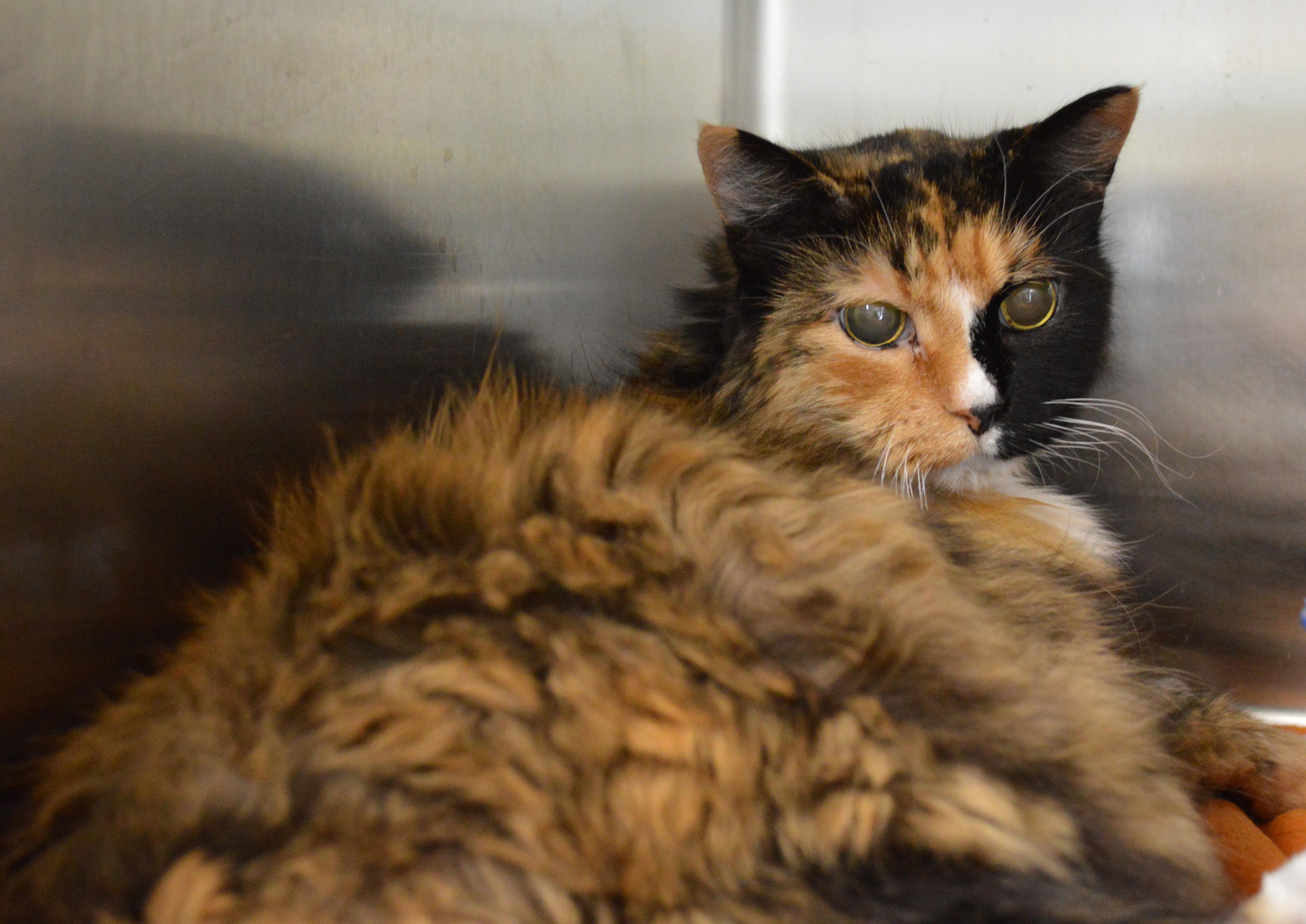 A senior large-sized female Domestic Long Hair cat named Yertle for adoption in House Springs, MO