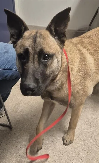 Goofy  Urgent! Longtime