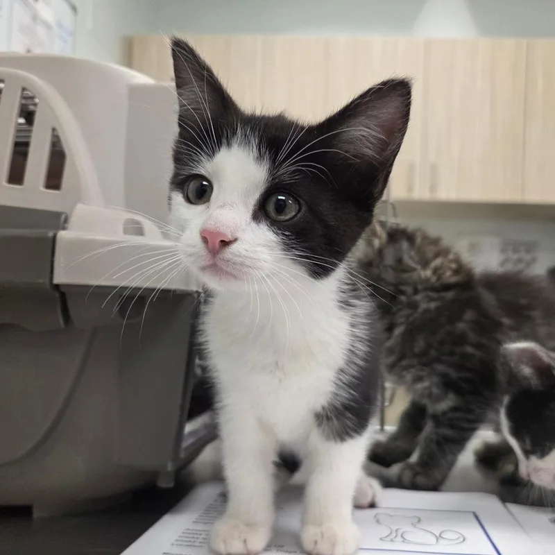 A baby small-sized female Black Domestic Short Hair cat named Tac for adoption in Chattanooga, TN