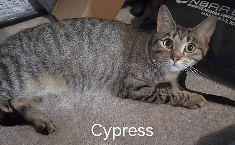 Cypress