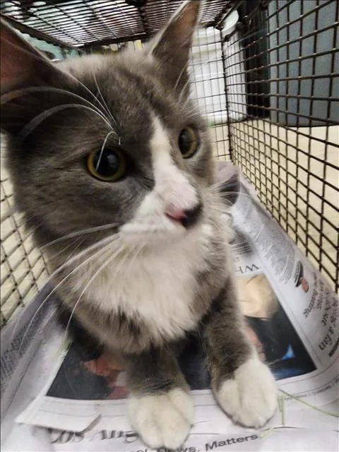A young medium-sized male Domestic Short Hair cat named Nimbus for adoption in Chatsworth, CA