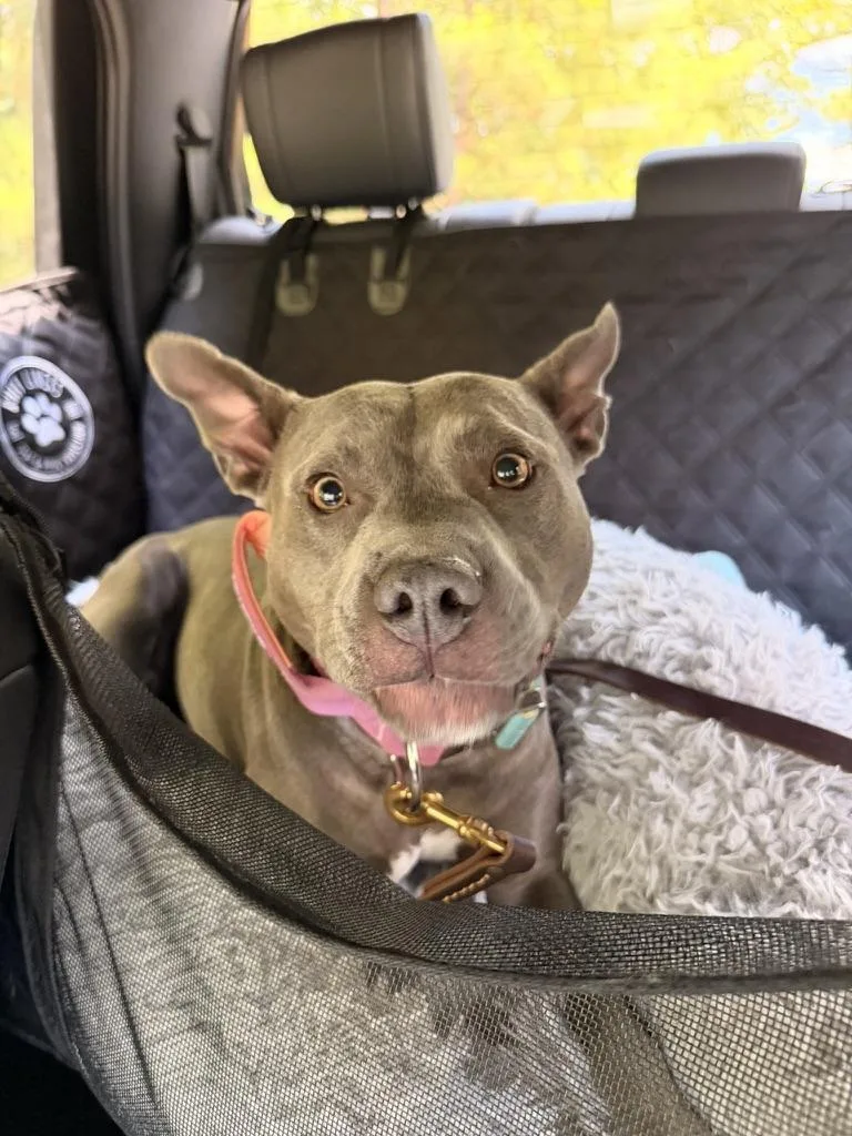 Toula